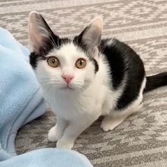 （再募集）猫初心者さんもok！前髪の可愛い女の子