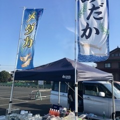 フリマに出店します😄メダカ、金魚、タナゴ他