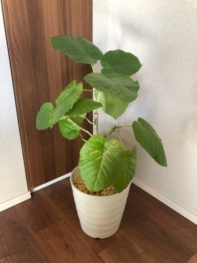 ウンベラータ　観葉植物