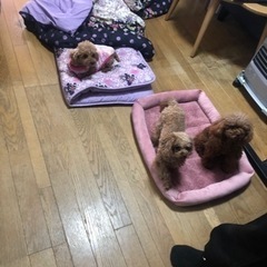 ★土曜日・日曜日がメイン！ワンちゃん達のお世話、お掃除スタッフ募集★の画像