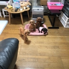 ★土曜日・日曜日がメイン！ワンちゃん達のお世話、お掃除スタッフ募集★の画像