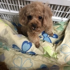 ★土曜日・日曜日がメイン！ワンちゃん達のお世話、お掃除スタッフ募集★の画像