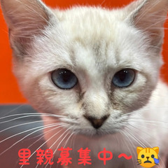 里親募集中～！11/3生シャム猫♀ブルーポイント(トライアウト猫)♬