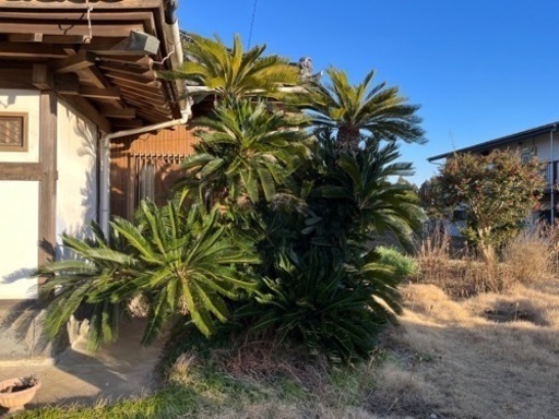 自分で掘って持っていってください。