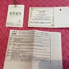 観葉植物の画像