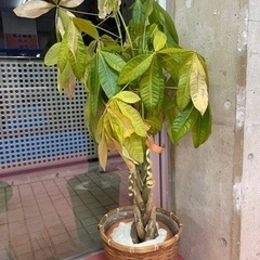 観葉植物の画像
