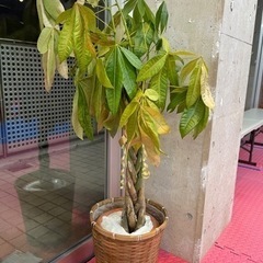 観葉植物の画像