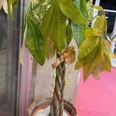 観葉植物の画像