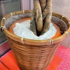 観葉植物の画像