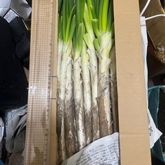 ②長ネギタマネギ 今日の23時まで