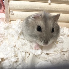 ハムスター(讓渡先決定しました)