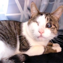 【保護猫】お膝大好き甘えん坊のディン君交通事故から復活！