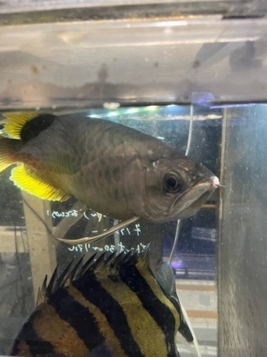 アロワナ45センチ