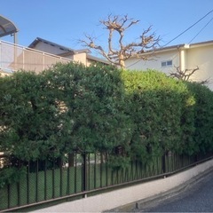 庭木の剪定　初回特別価格です