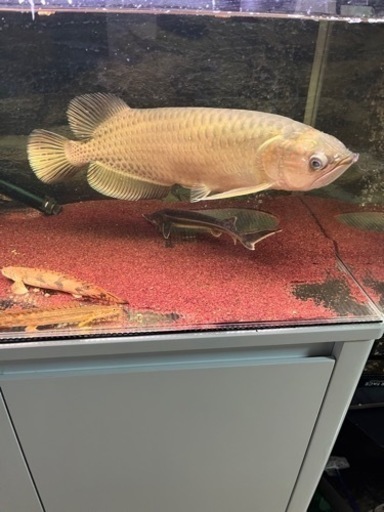 ノーザンバラムンデイ42くらい！！