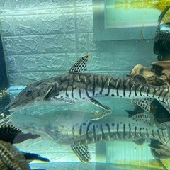 タイガーシャベルノーズキャット　ナマズ　熱帯魚　魚　鑑賞魚