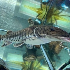タイガーシャベルノーズキャット　ナマズ　熱帯魚　魚　鑑賞魚の画像
