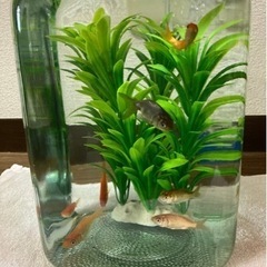 金魚　7匹