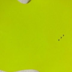 バスチェアの画像