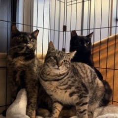 生後約８ヵ月の３兄妹