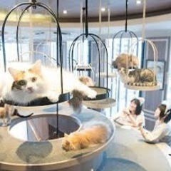猫カフェいきませんか？？ - 大阪市