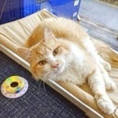 猫カフェいきませんか？？ − 大阪府