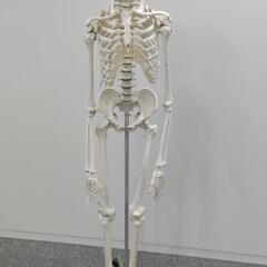 人骨模型