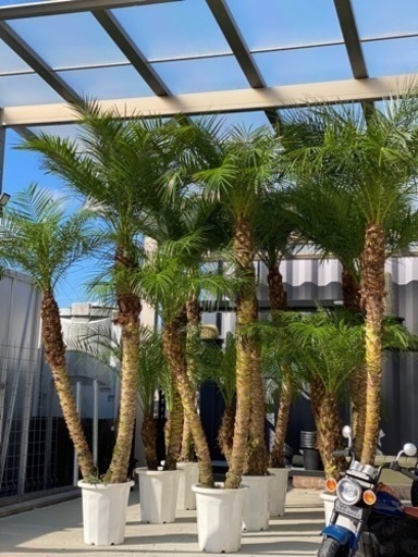 フェニックスロベレニー 2本立ち