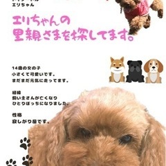 トイプードルの里親募集