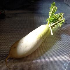 わりと立派な、大根(１本)