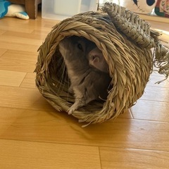 チンチラ用品譲ってください