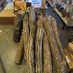 植菌済み椎茸原木 1本1000円