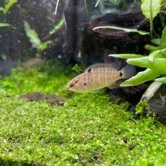 熱帯魚（バジスバジス1匹）