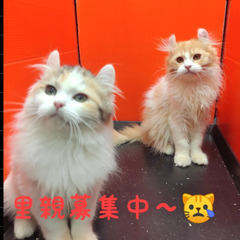里親募集中～♪アメリカンカールの兄妹(トライアウト猫)