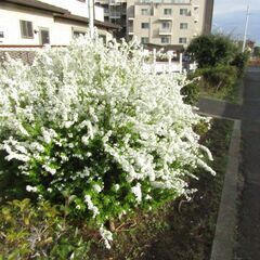 【葛飾区/譲渡】植木(ｵｵﾑﾗｻｷﾂﾂｼﾞ・ﾂﾊﾞｷ等々)をグリーンバンクから引き取り可能！の画像