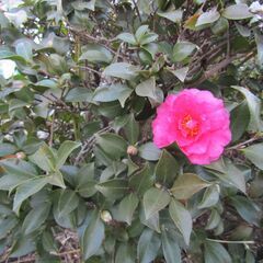 【葛飾区/譲渡】植木(ｵｵﾑﾗｻｷﾂﾂｼﾞ・ﾂﾊﾞｷ等々)をグリーンバンクから引き取り可能！の画像