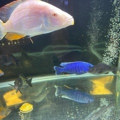 熱帯魚　アフリカンシクリッドの画像