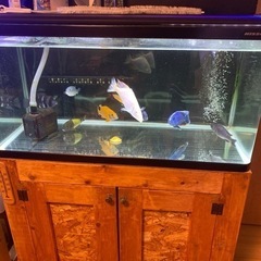 熱帯魚　アフリカンシクリッド