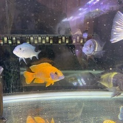 熱帯魚　アフリカンシクリッドの画像