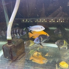 熱帯魚　アフリカンシクリッドの画像