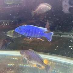 熱帯魚　アフリカンシクリッドの画像