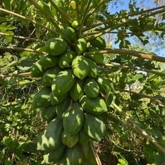 沖縄産青パパイヤ1個¥400