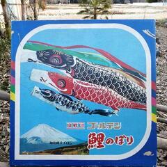 大きな鯉のぼり　ゴールデン　旭化成