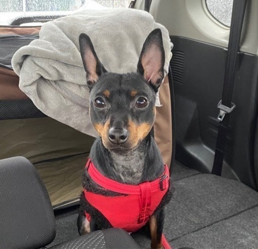 急募ミニピン×イタグレMIX犬里親さん募集！ (松っちゃん) 相模原の