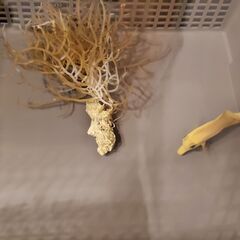 ゴマハギ（黄）海水魚