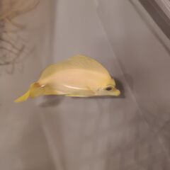 ゴマハギ（黄）海水魚の画像