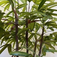 観音竹　観葉植物　グリーンの画像