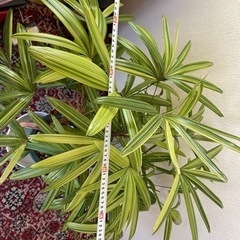 観音竹　観葉植物　グリーンの画像