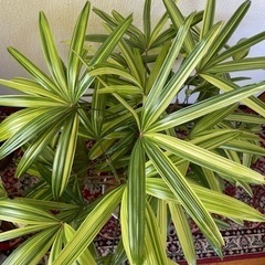 観音竹　観葉植物　グリーンの画像