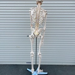 骨模型 人体模型 骸骨標本の画像
